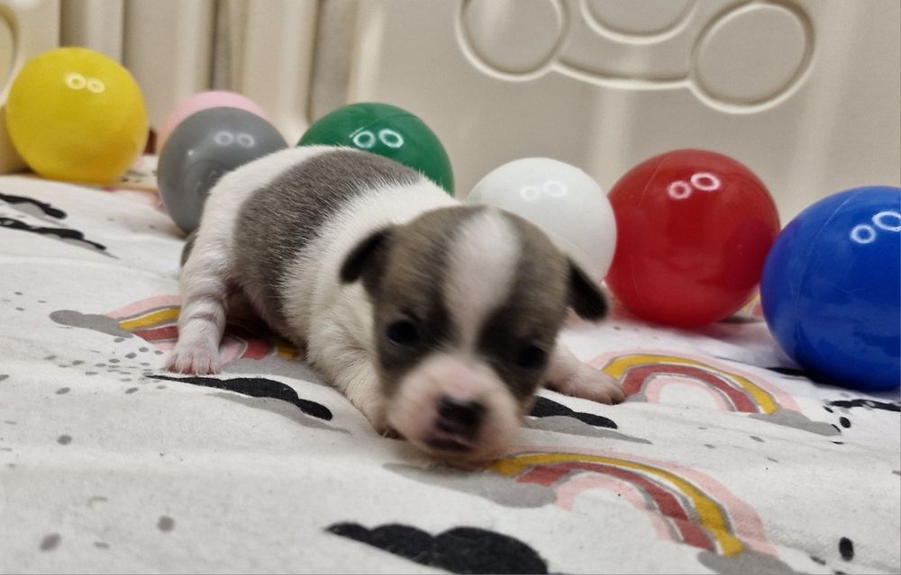 Chihuahua piekny piesek