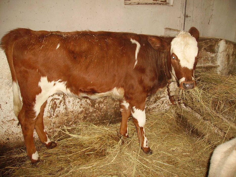 byczki i jałówka hereford