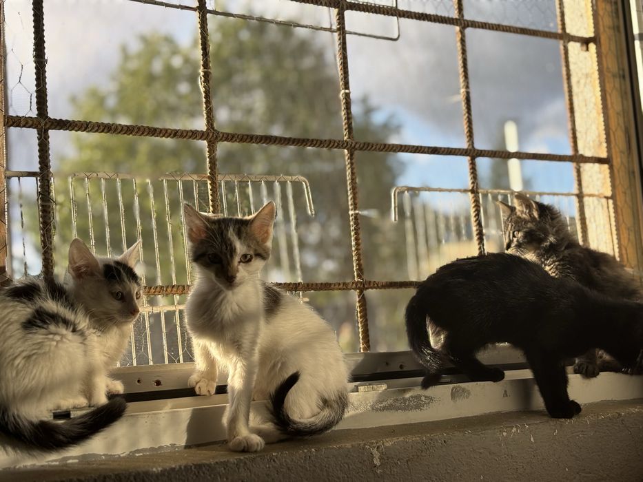 Kociaki szukaja domu