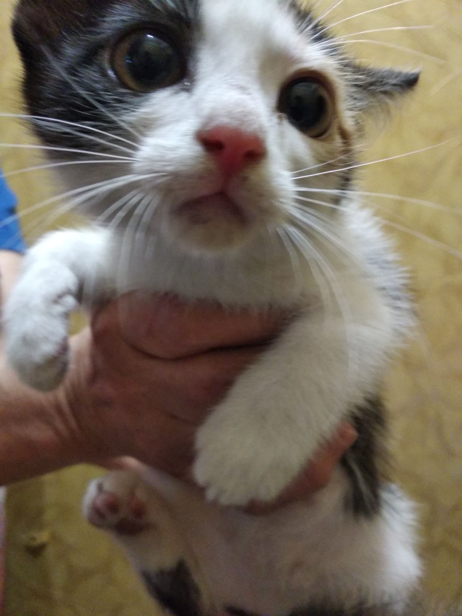 Красивые котята.