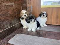 Shih-Tzu szczeniak z rodowodem