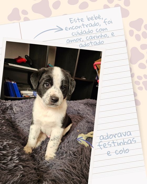 Petsitting Lisboa e dogwalking