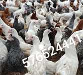 Kury Rosa Leghorn Dominant Lohman Greenshel