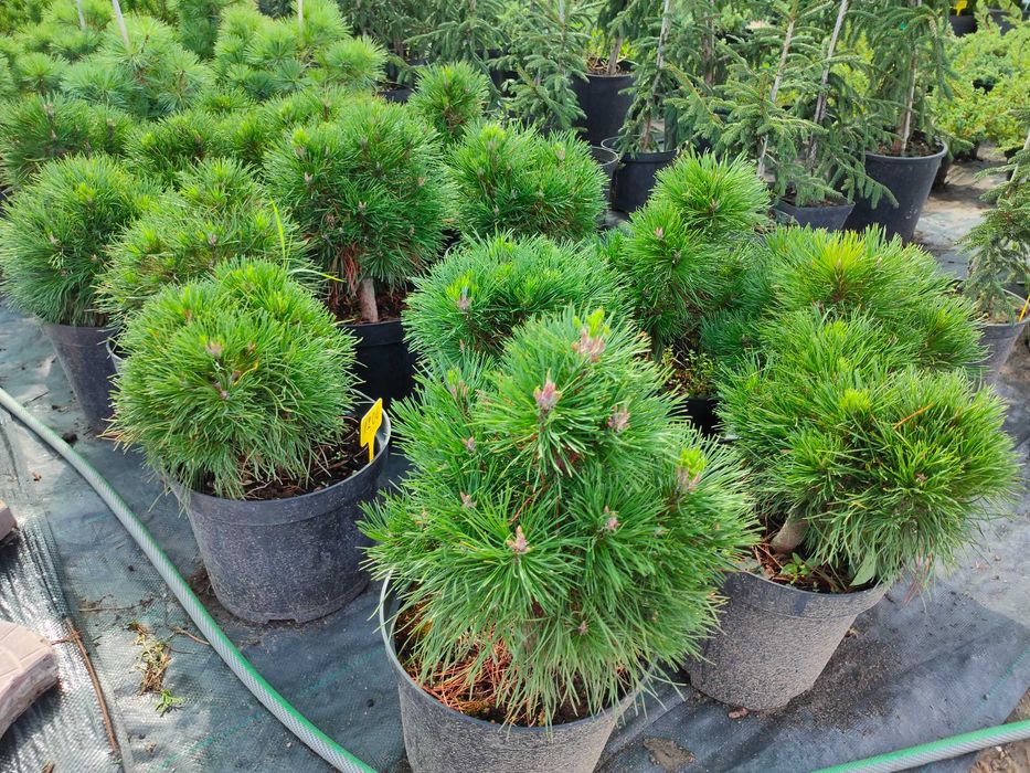 Елочка для Дома Хупси кейбаб зелёная голубая