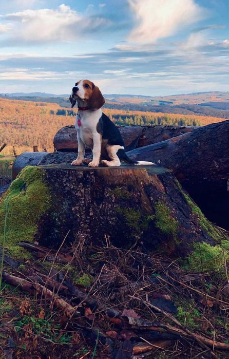 Śliczna sunia rasy Beagle gotowa do zmiany domku