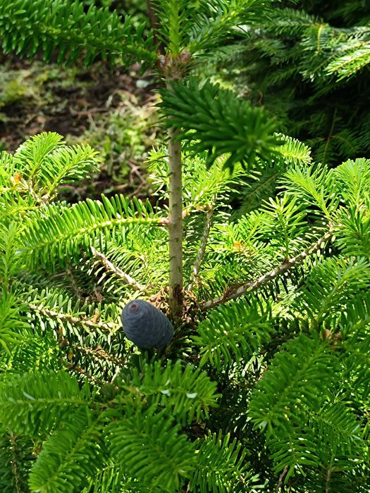 Ялиці -  бальзамічна, біла, інші,  м'яка хвоя від 1,0 до 2,5 метра