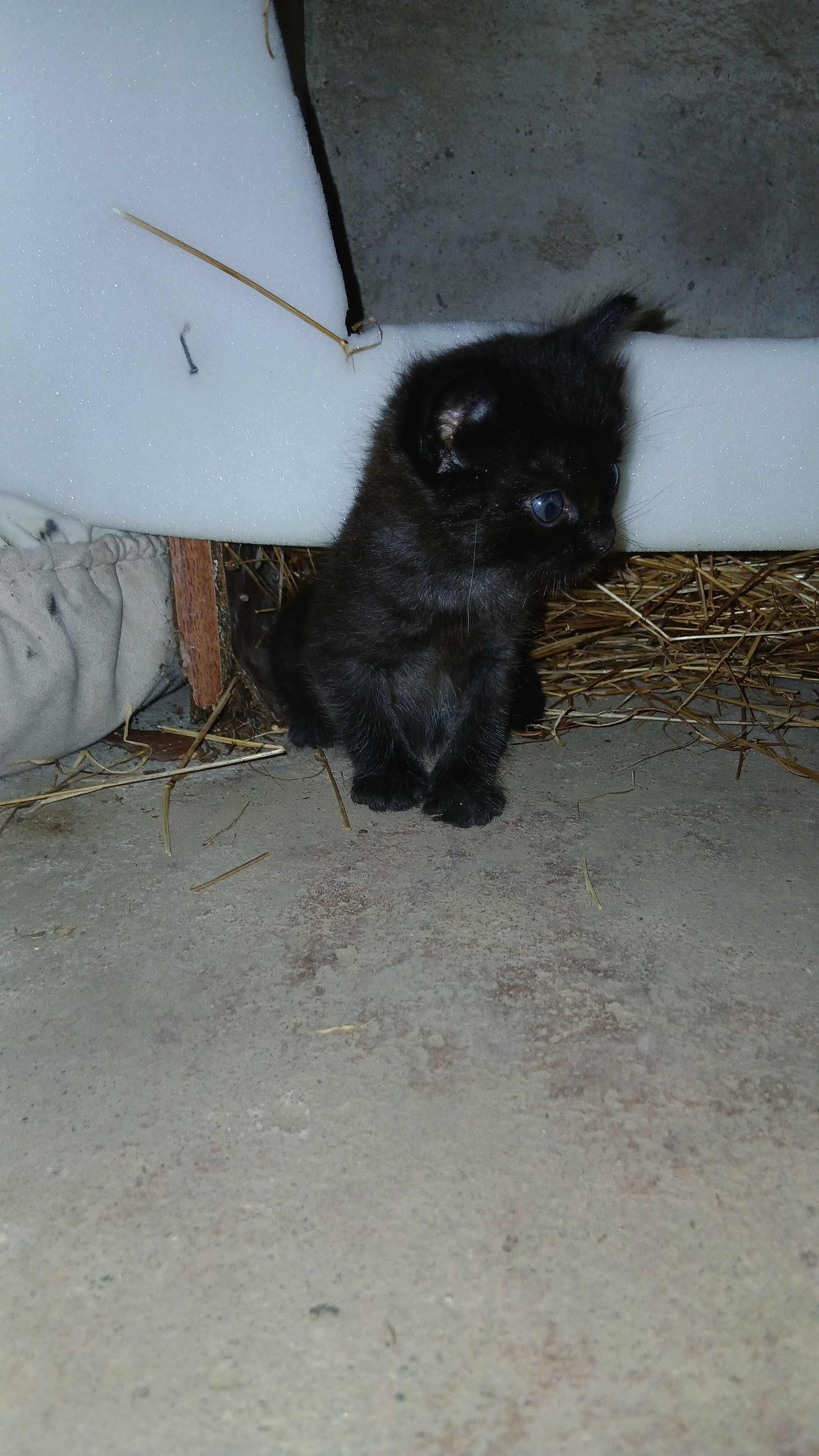 Gatinhos para adoção