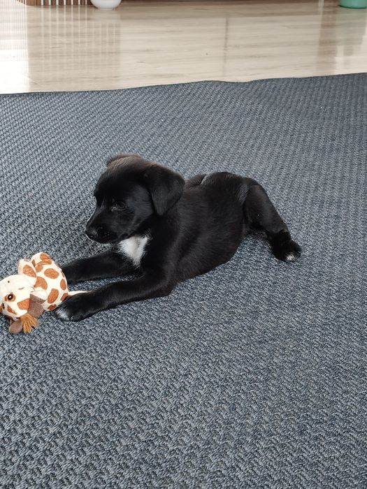 Oddam psa kundelek suczka.