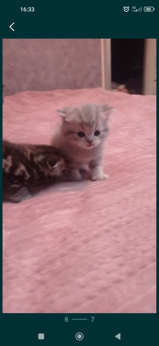 Шотландські кошенята