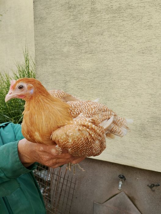 Kury ozdobne kurki i koguty