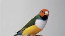 Pássaros Diamantes Gould