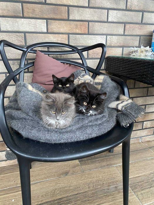 Віддамо грайливого котика