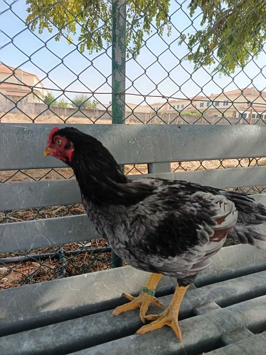 TOP 10 CORNISH azuis e pardos