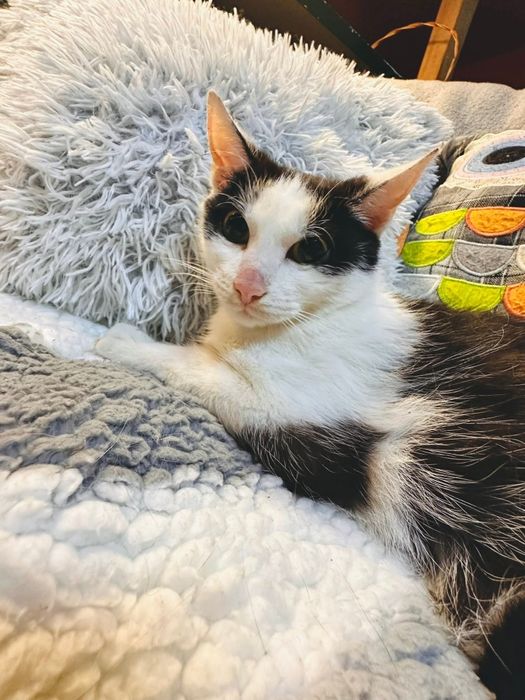 Roczna Magdalenka szuka domku