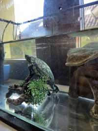 Продам акваріум з черепахою