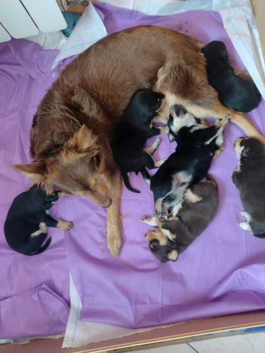 Oddam pieski w dobre ręce