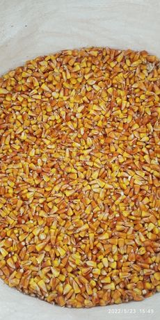 продам: кукурудзу -6,5 грн, ячмінь 6 грн, сою детальніше в приват