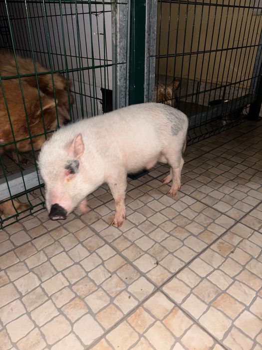 Porquinhos procuram novo lar