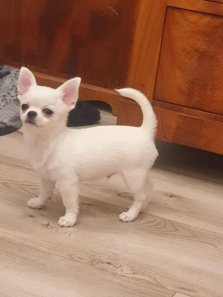 Chihuahua krótkowłosy FCI