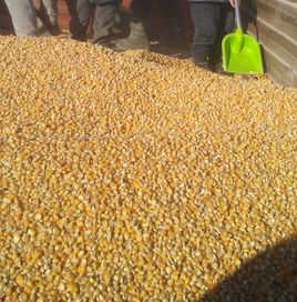 CCM  promocja kzk w bigbagach kiszone ziarno kukurydza pasza