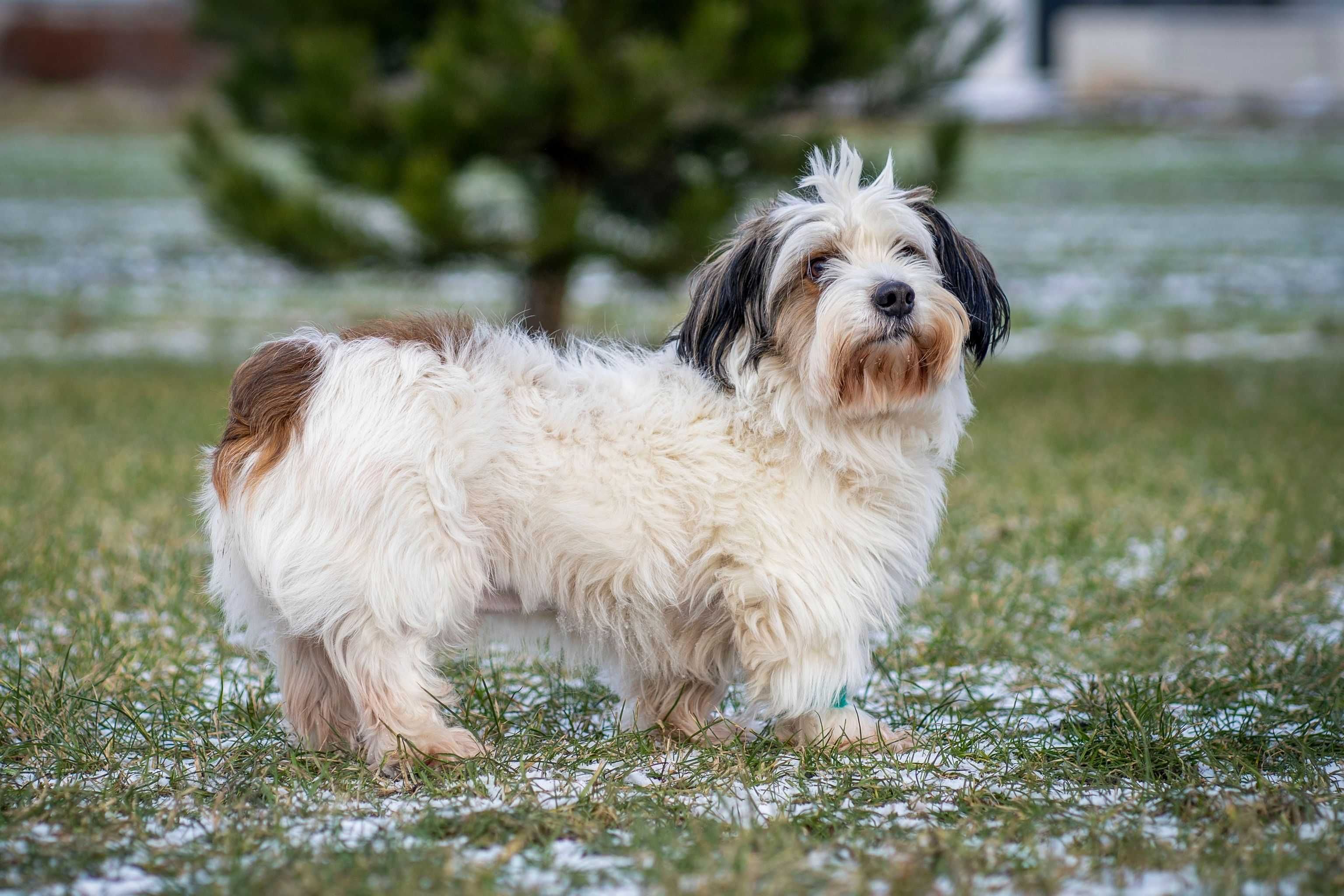 Maks w typie shih tzu szuka domu