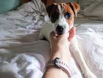 Gładkowłosa suczka Jack Russell Terrier FCI