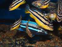 Melanochromis auratus Pyszczaki Malawi World