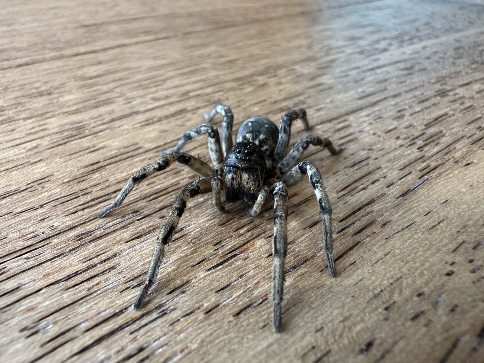 Lycosa singoriensis Tarantula ukraińska młode L1 (nie ptasznik)