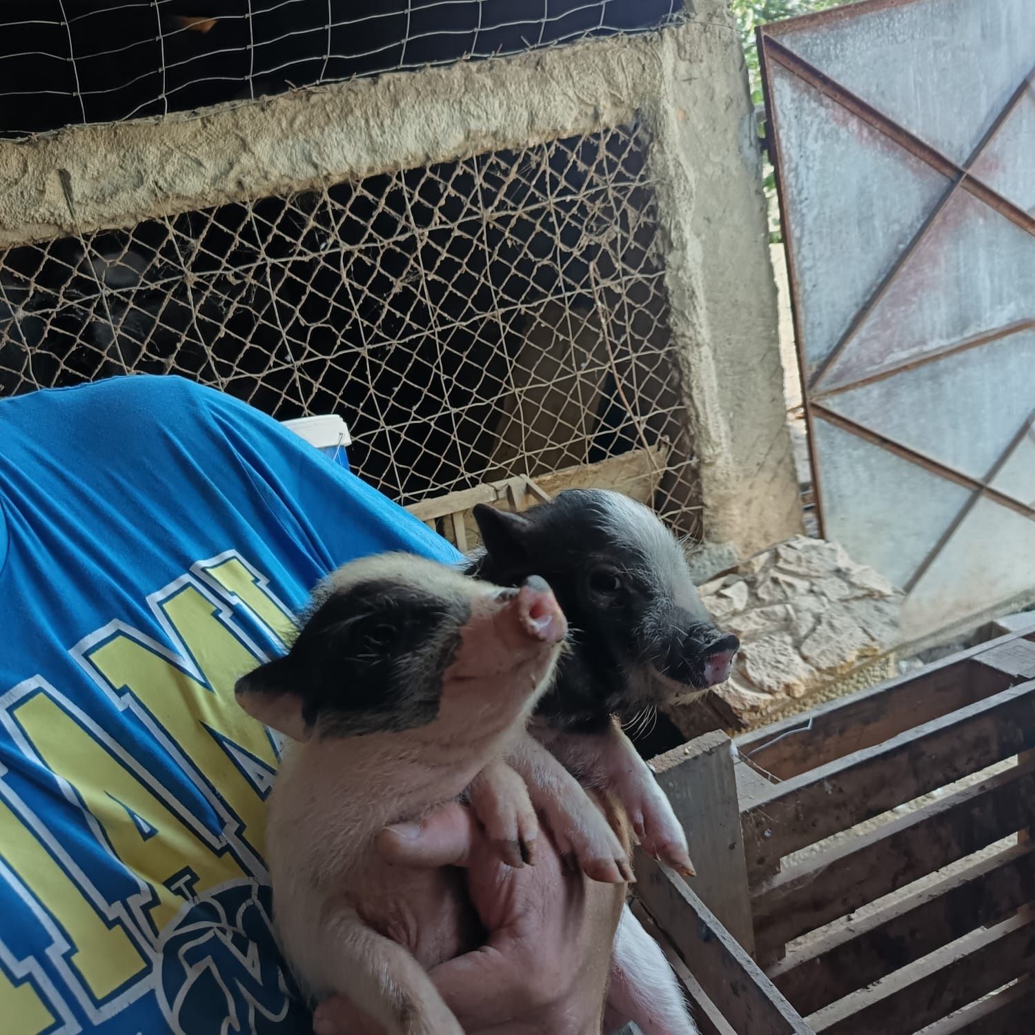 Porcos Vietnamitas / Anões / Minipig (Machos e Fêmeas)
