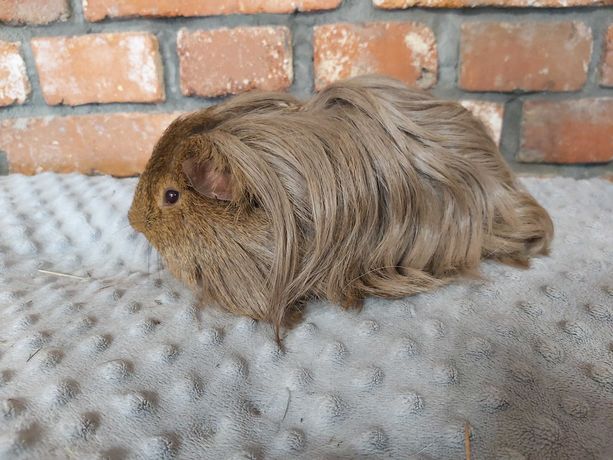 Świnki morskie długowłose rasy SHELTIE samczyk