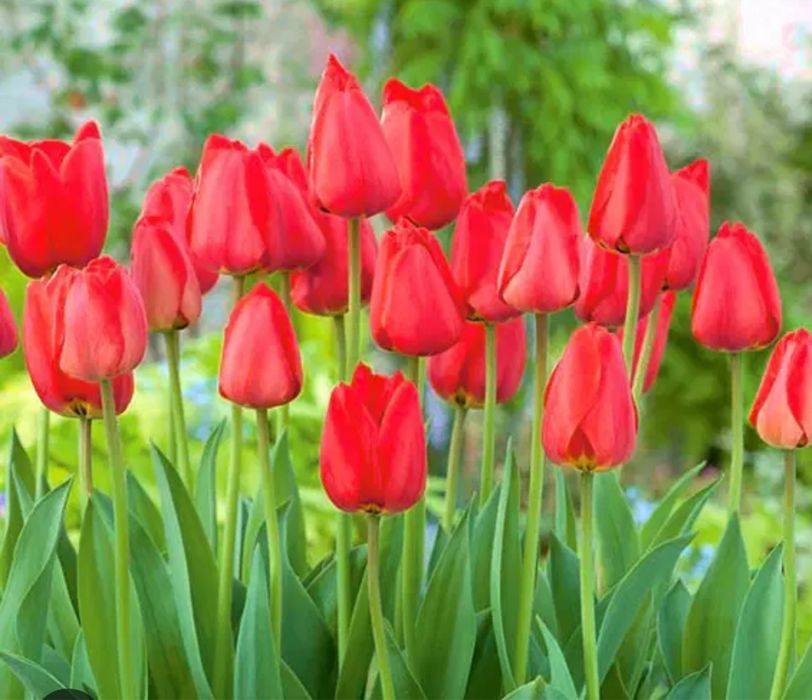 Дітка раннього червоного тюльпану