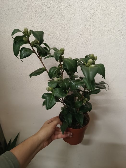 Камелія квітуча дуже гарна