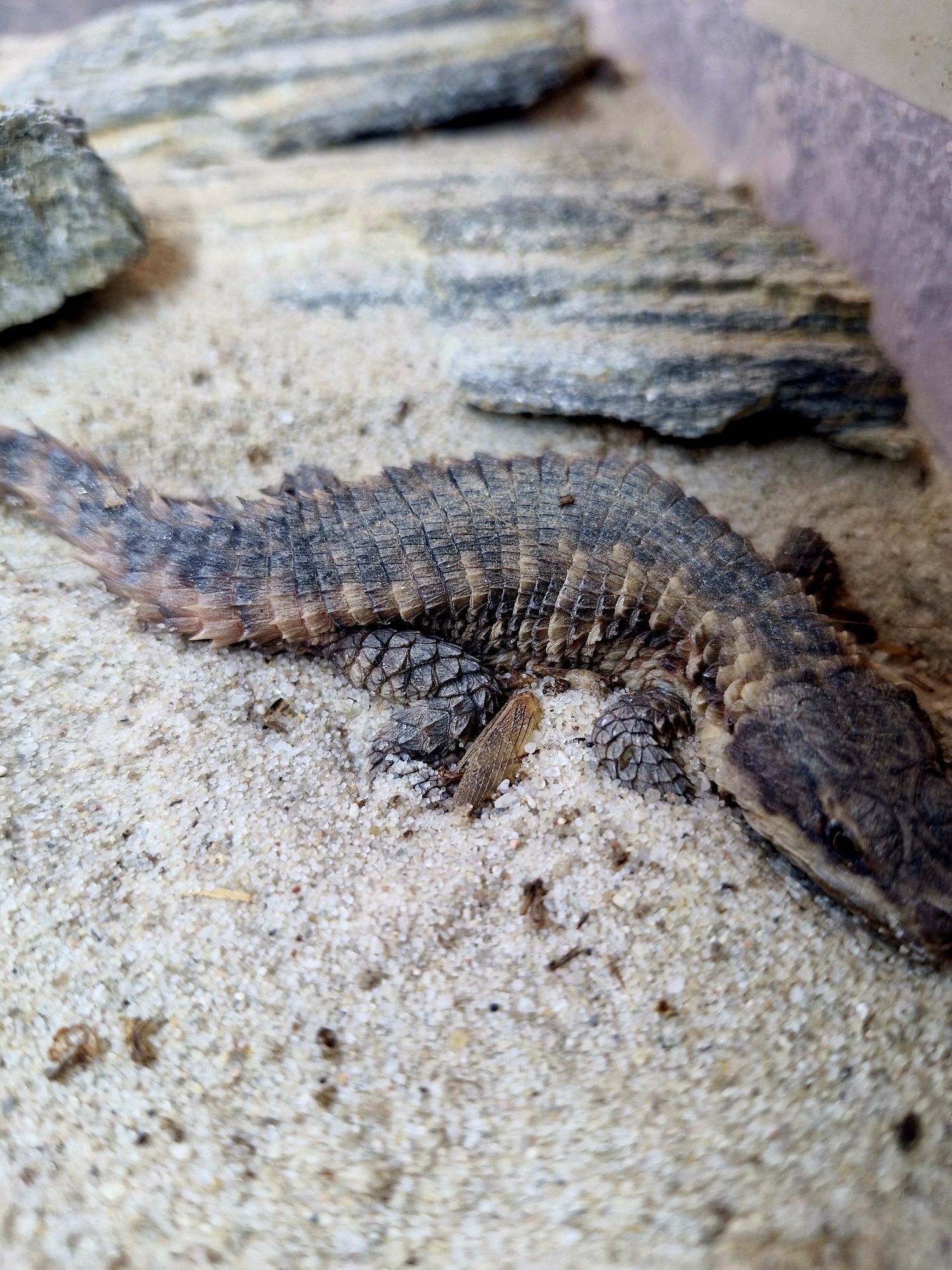 Szyszkowiec Cordylus Beraducci