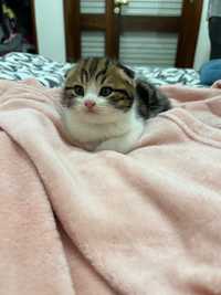 Scottish fold Macho