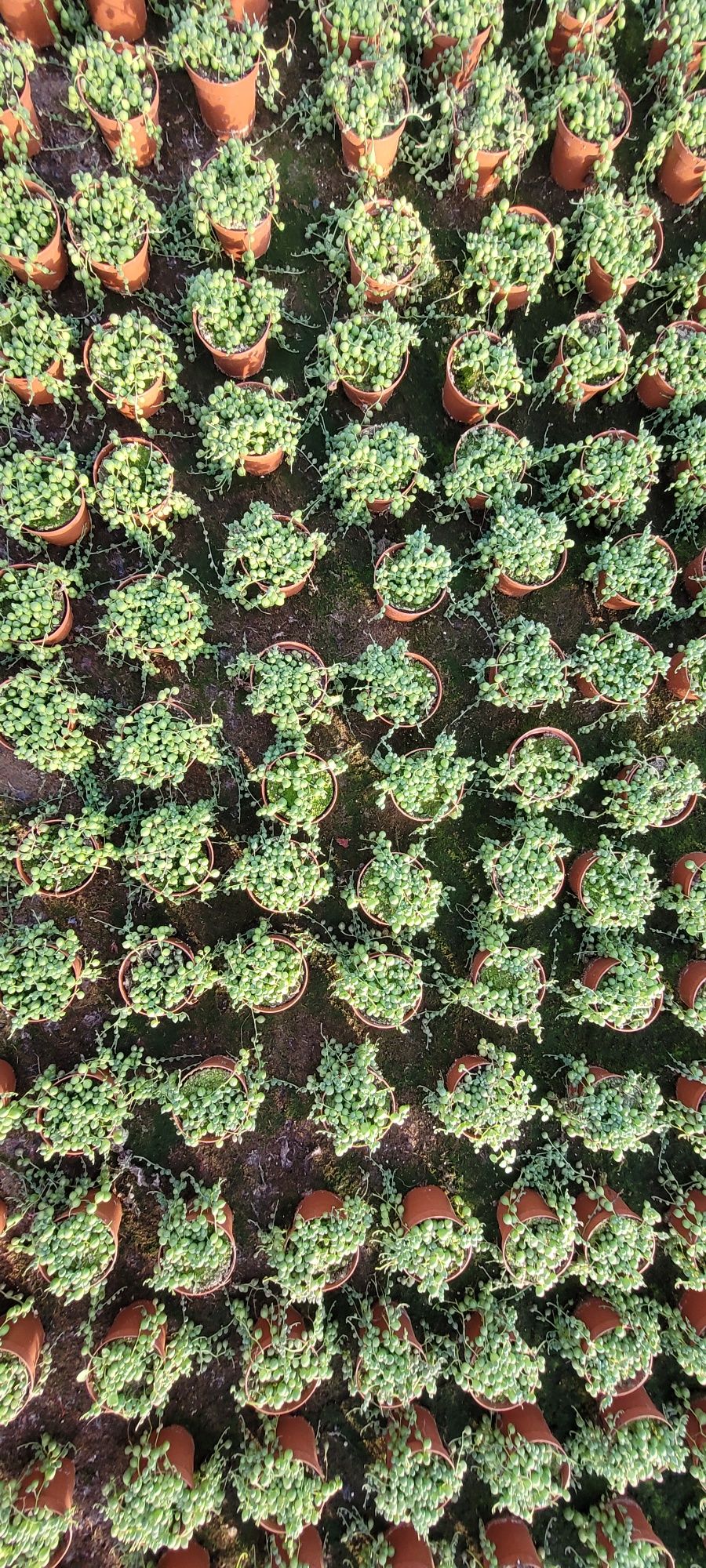 Piękny Senecio rowleyanus (Starzec) sznur pereł