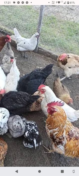 Kury ozdobne liliputki