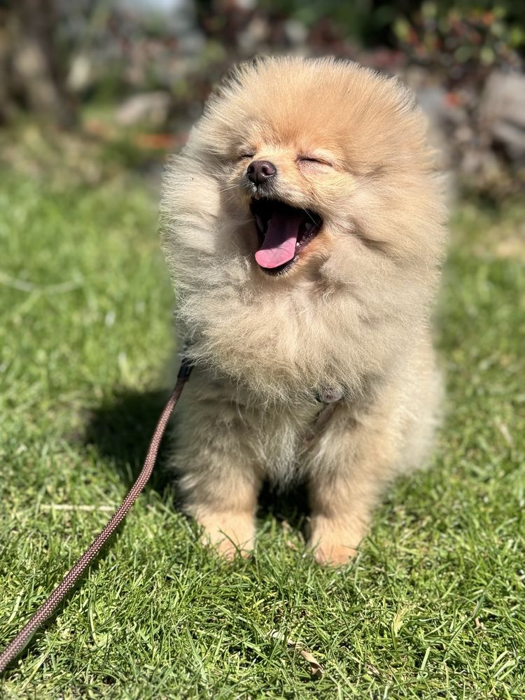 Szpic Miniaturowy Pomeranian