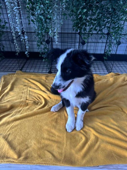 Border Collie - szczeniak suczka
