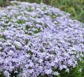 Floks szydlasty (phlox sublata)