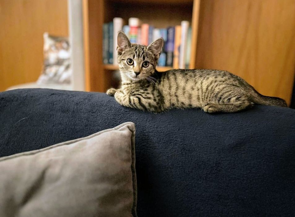 Mała kotka Lawenda czeka na dom