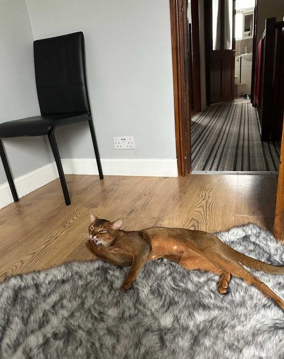 Габаритная девочка чаузи! Ласковая  рысь в вашем доме!