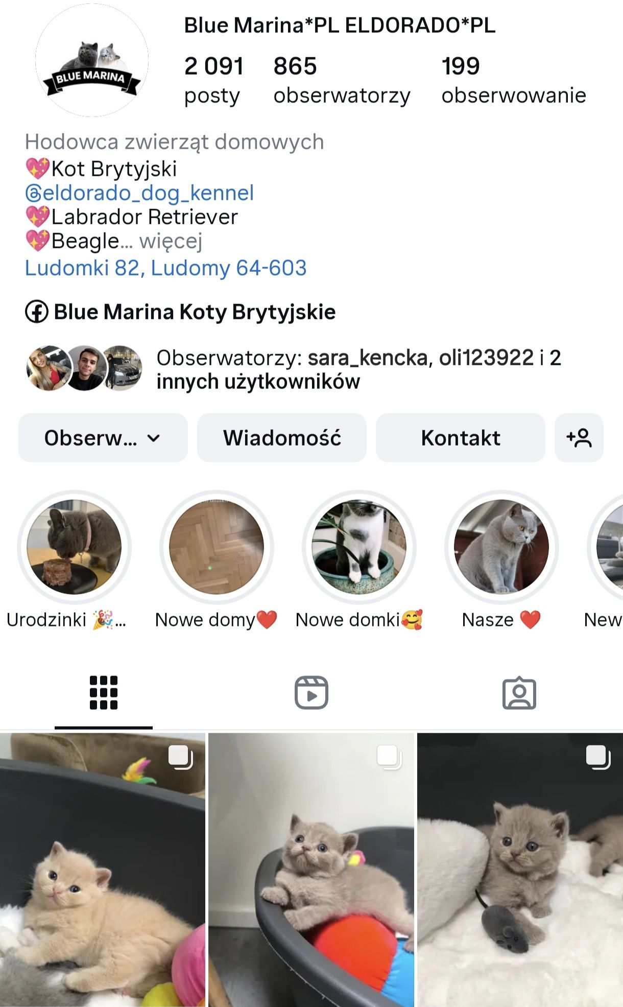 Kot Brytyjski kotka niebieska Sophie odbiór lipiec sierpień