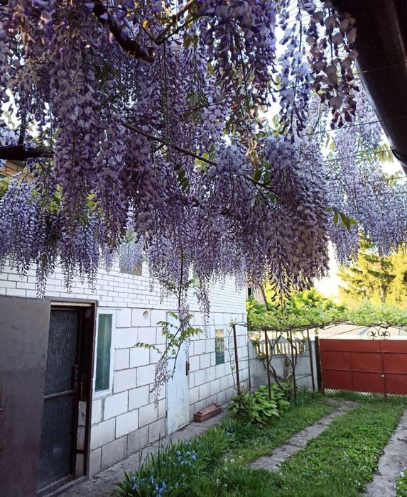 Гліцинія.          .