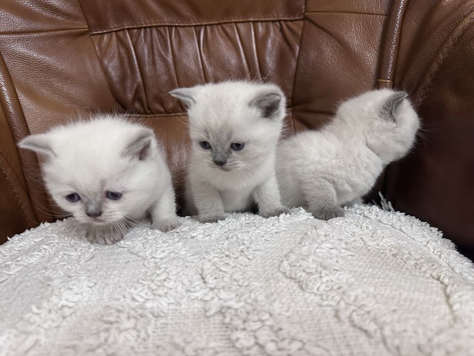 Кошенята Скоттіш-страйт