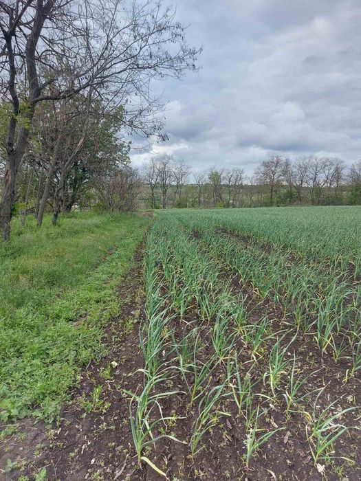 Сівалка для часнику та цибулі