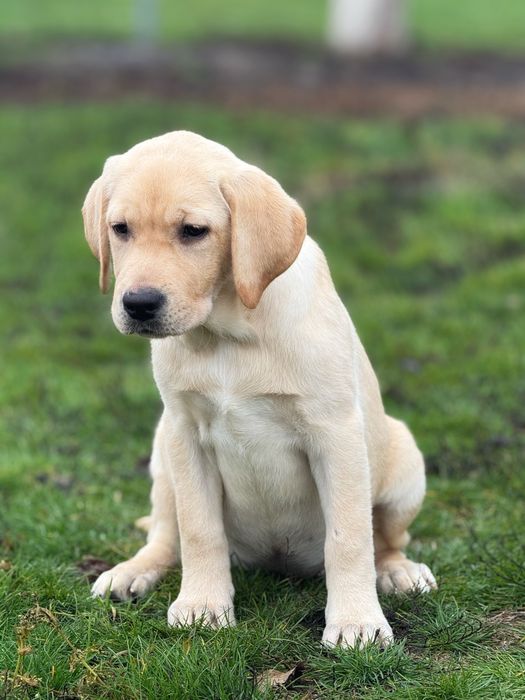 Дівчинка. Розплідник КСУ.