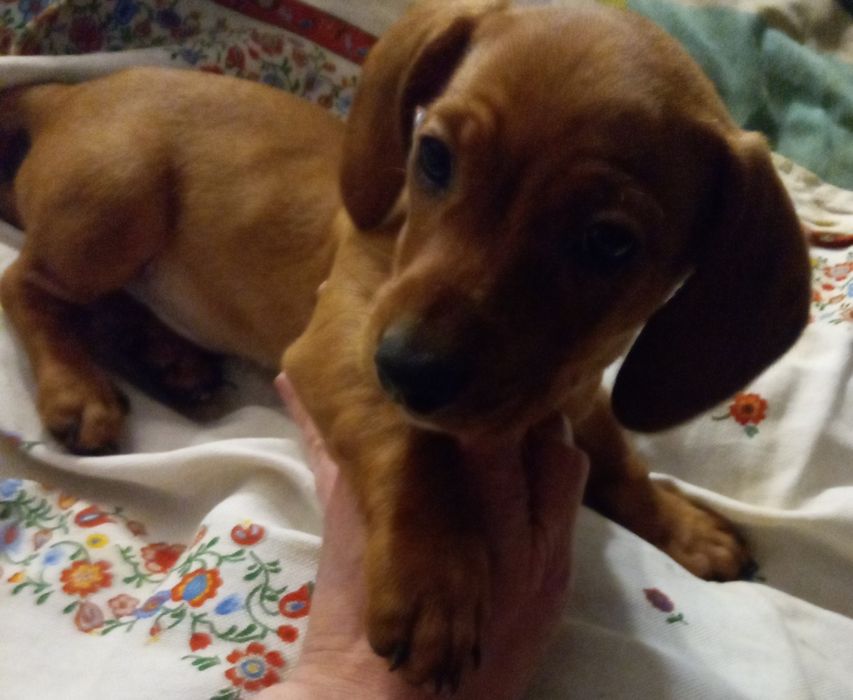 Щенкі породи такса