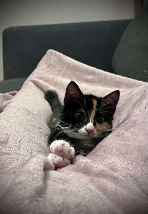 Ciekawska trikolorka Mindilla szuka nowego domu