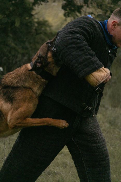 Дрессировка собак Днепр/K-9 Aus Sursko-Litovsk