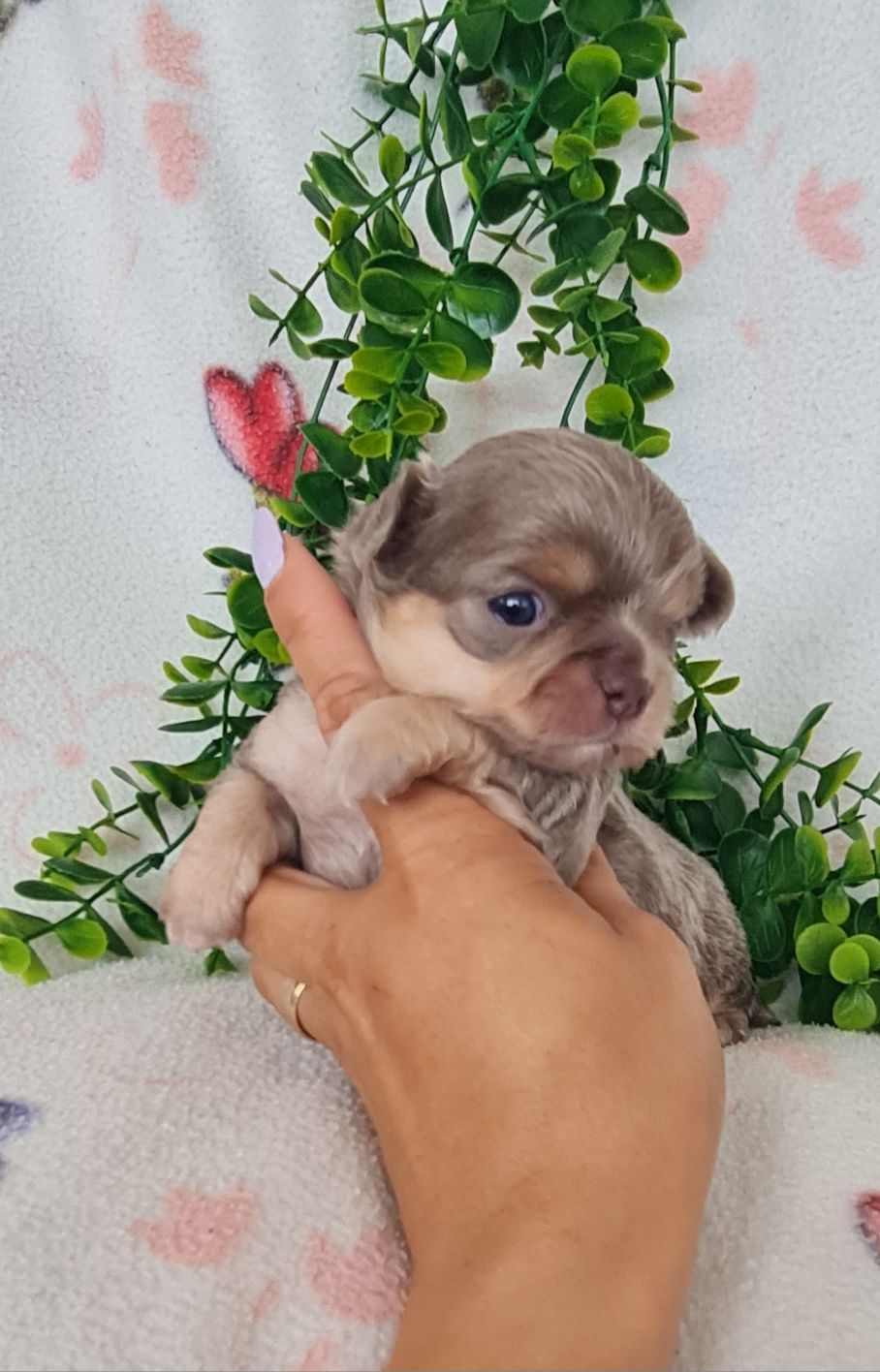 Excecional menina pelo comprido Chihuahua/Chiuaua.LinhagemRussa.Qualid